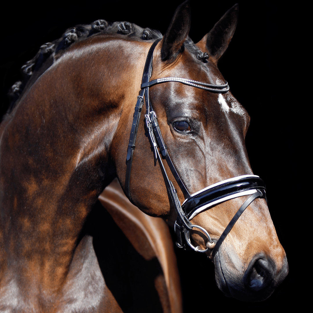 Building Topline in Horses - Why it Matters