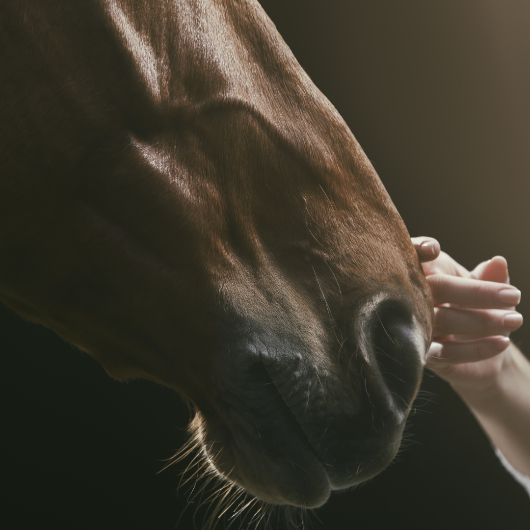 Respiratory Supplements for Horses: How Better Breathing Powers Performance