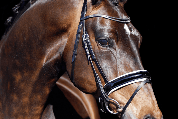 Building Topline in Horses - Why it Matters