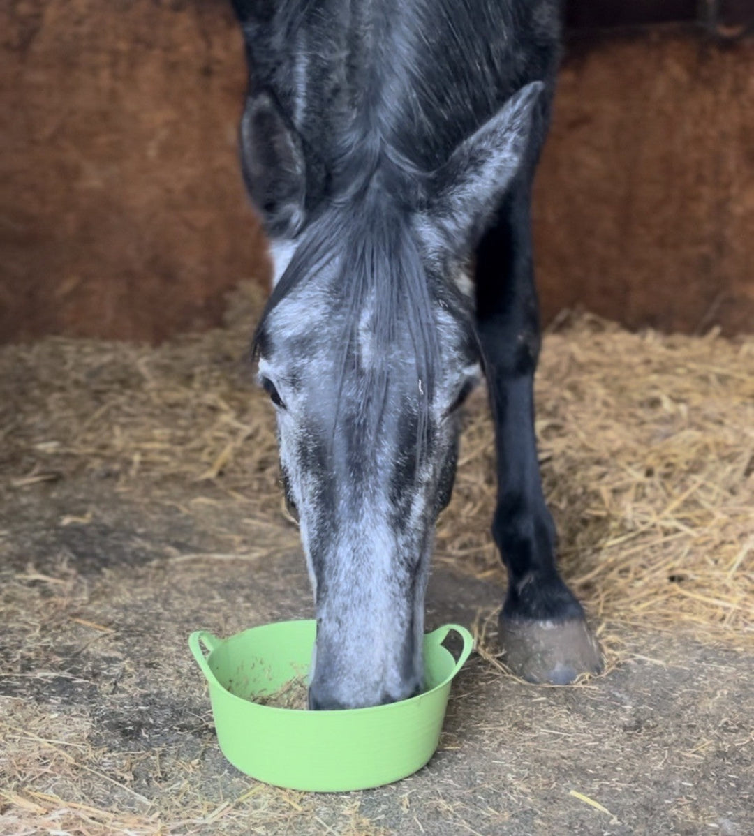 How to get a horse to eat supplements feeding tips infographic