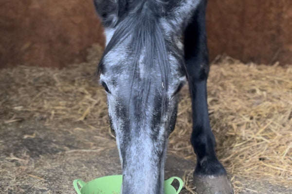 Horse Won’t Eat Supplements? 10 Proven Ways to Improve Palatability