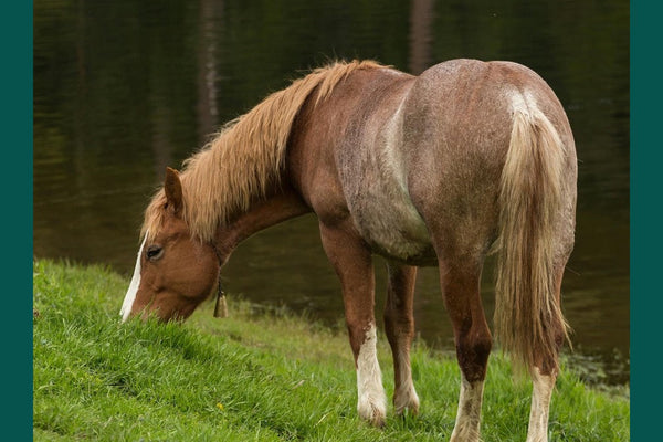Equine Obesity - why it matters and how to tackle it