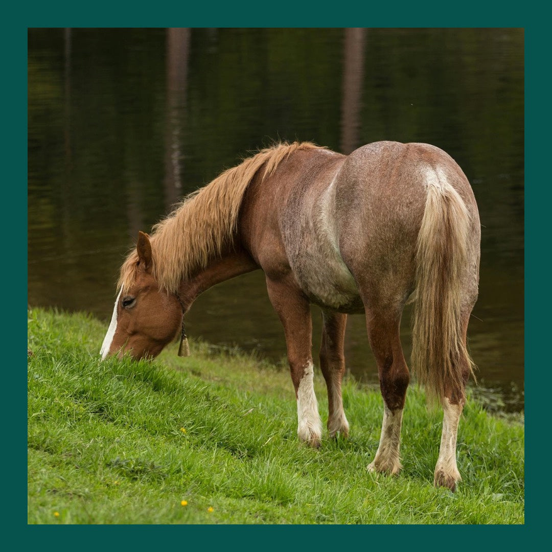 Equine Obesity - why it matters and how to tackle it