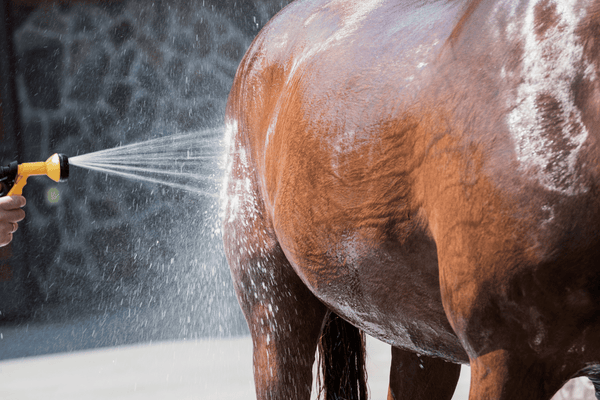 Electrolytes for Horses - When to feed, how much and why they matter