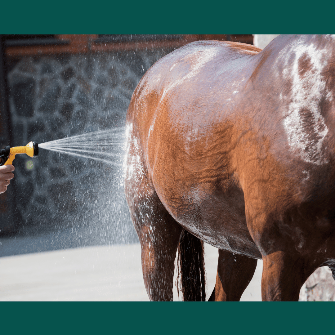 electrolytes for horses safe salts for horses