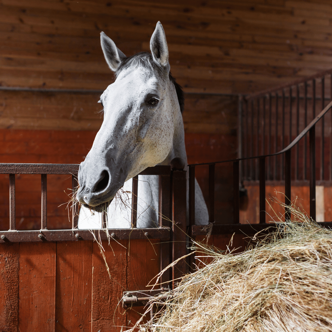 Feeding Horses in Winter: What to Feed, Gut Health & Colic Prevention