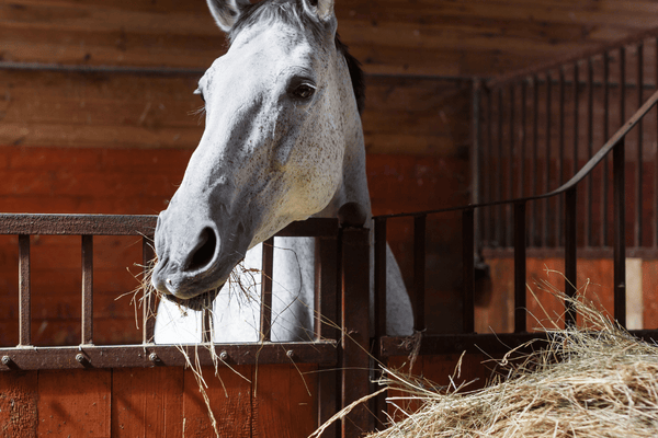Feeding Horses in Winter: What to Feed, Gut Health & Colic Prevention