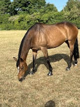 Why Gut Health Matters for Horses