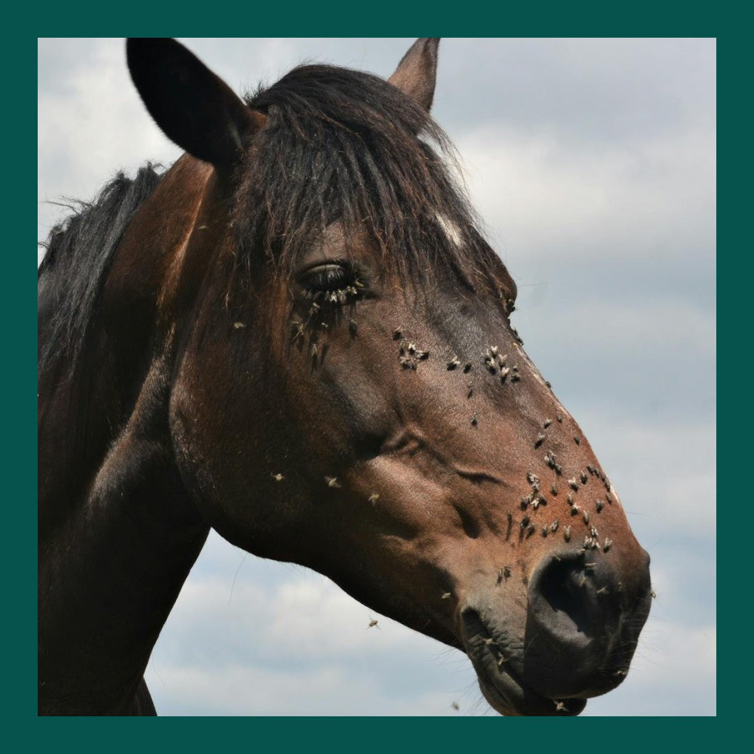 Why Your Horse's Gut Health Influences their Fly Magnet Status!