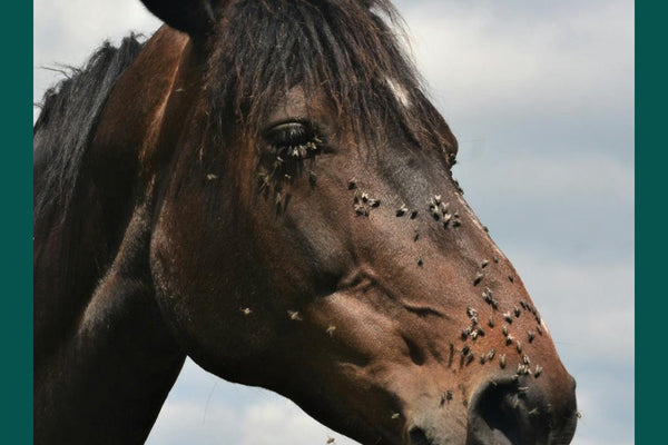 Why Your Horse's Gut Health Influences their Fly Magnet Status!