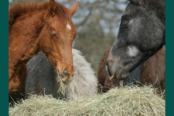 Why hay only diets may not be enough