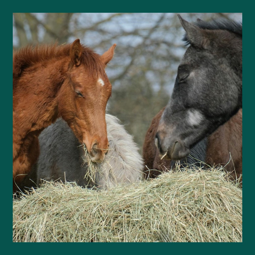 What is the best thing for a horse's gut health?