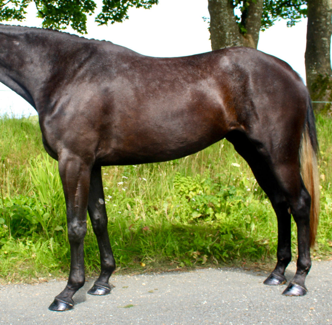 Why DHA is important in Joint Supplements for Horses