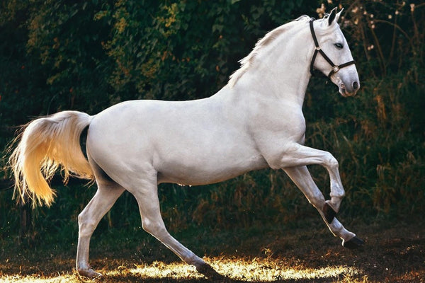 Building Top Line in Horses: Protein, Amino Acids, Antioxidants and Expert Tips