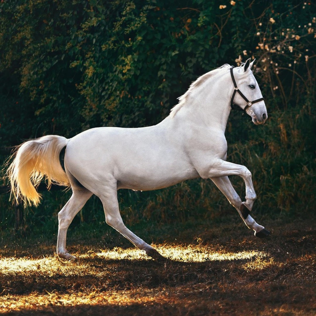 Building Top Line in Horses: Protein, Amino Acids, Antioxidants and Expert Tips