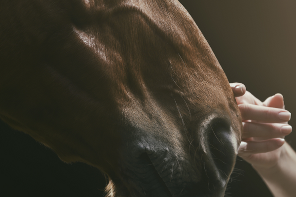 Respiratory Supplements for Horses: How Better Breathing Powers Performance