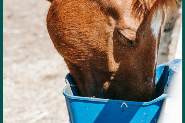 Guide to Feeding Horses