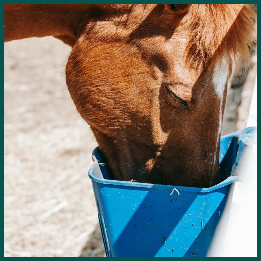 Guide to Feeding Horses