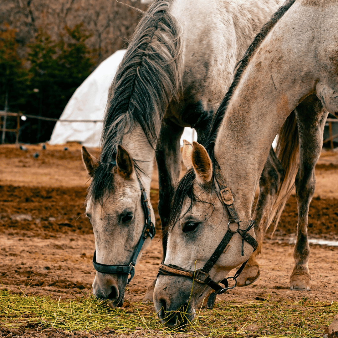Is Your Horse’s Gut Holding Them Back? Need a Gut Cleanse?