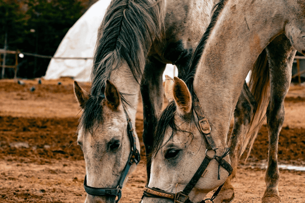 Is Your Horse’s Gut Holding Them Back? Need a Gut Cleanse?