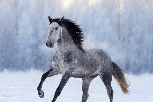 Winter Feeding for Horses: Forage, Gut Health & Weight Tips