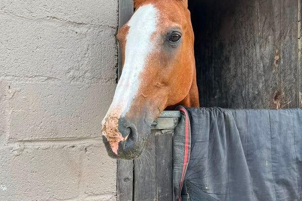 Stay Away Show Essentials: A Feeding & Support Checklist