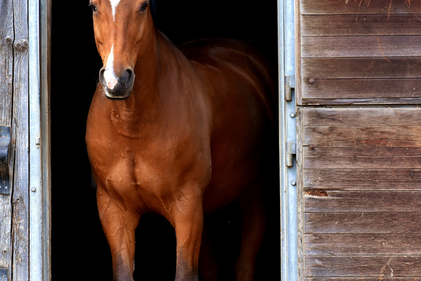Prebiotics vs Probiotics vs Postbiotics - Which are best for horses?