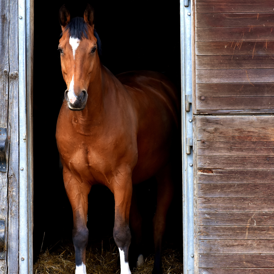 Prebiotics vs Probiotics vs Postbiotics - Which are best for horses?