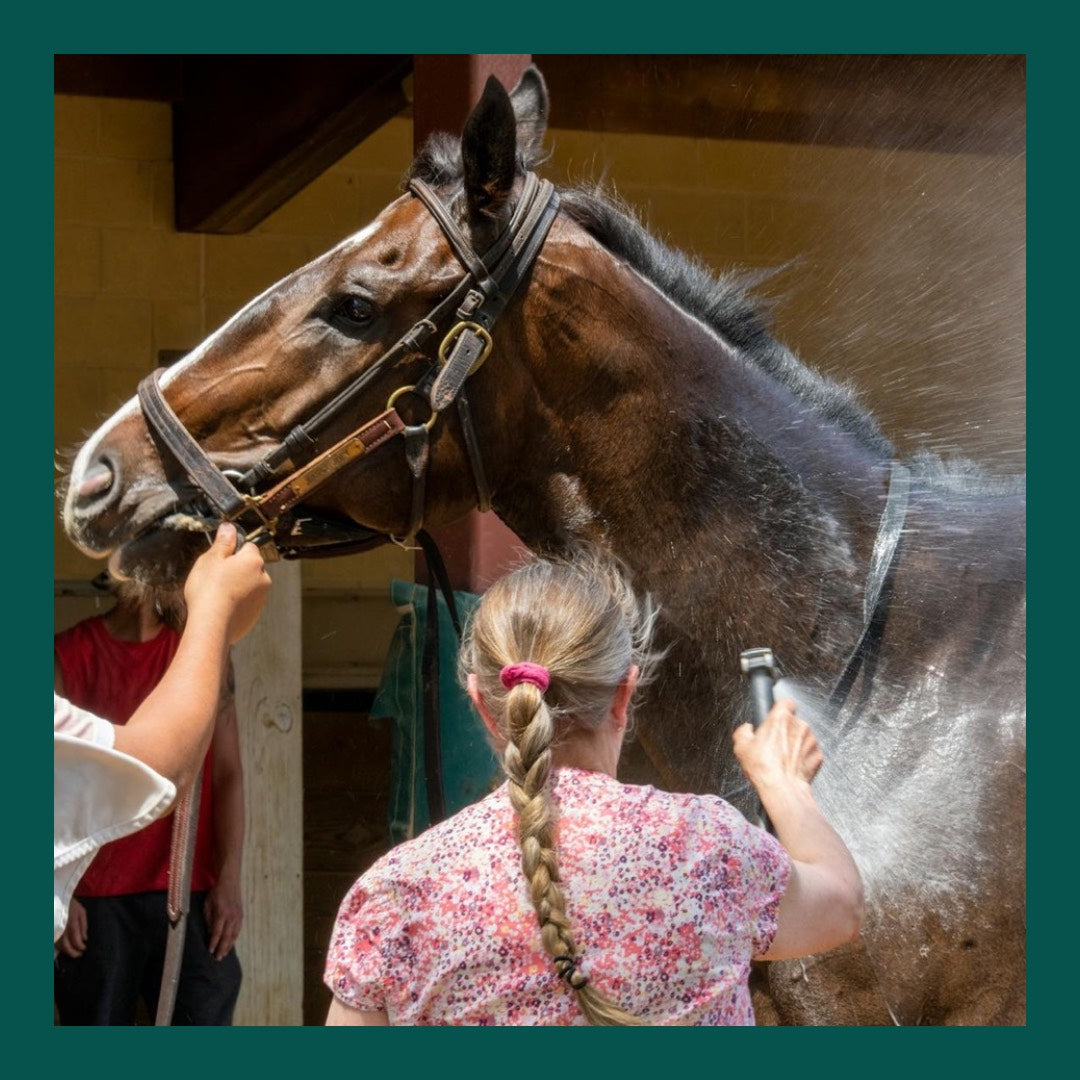 Heat Stress in Horses - Causes, Signs and How to Prevent It