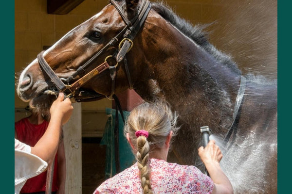 Heat Stress in Horses - Causes, Signs and How to Prevent It