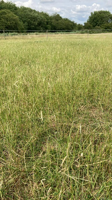 Which is safer? Long Grass or Short Grass?