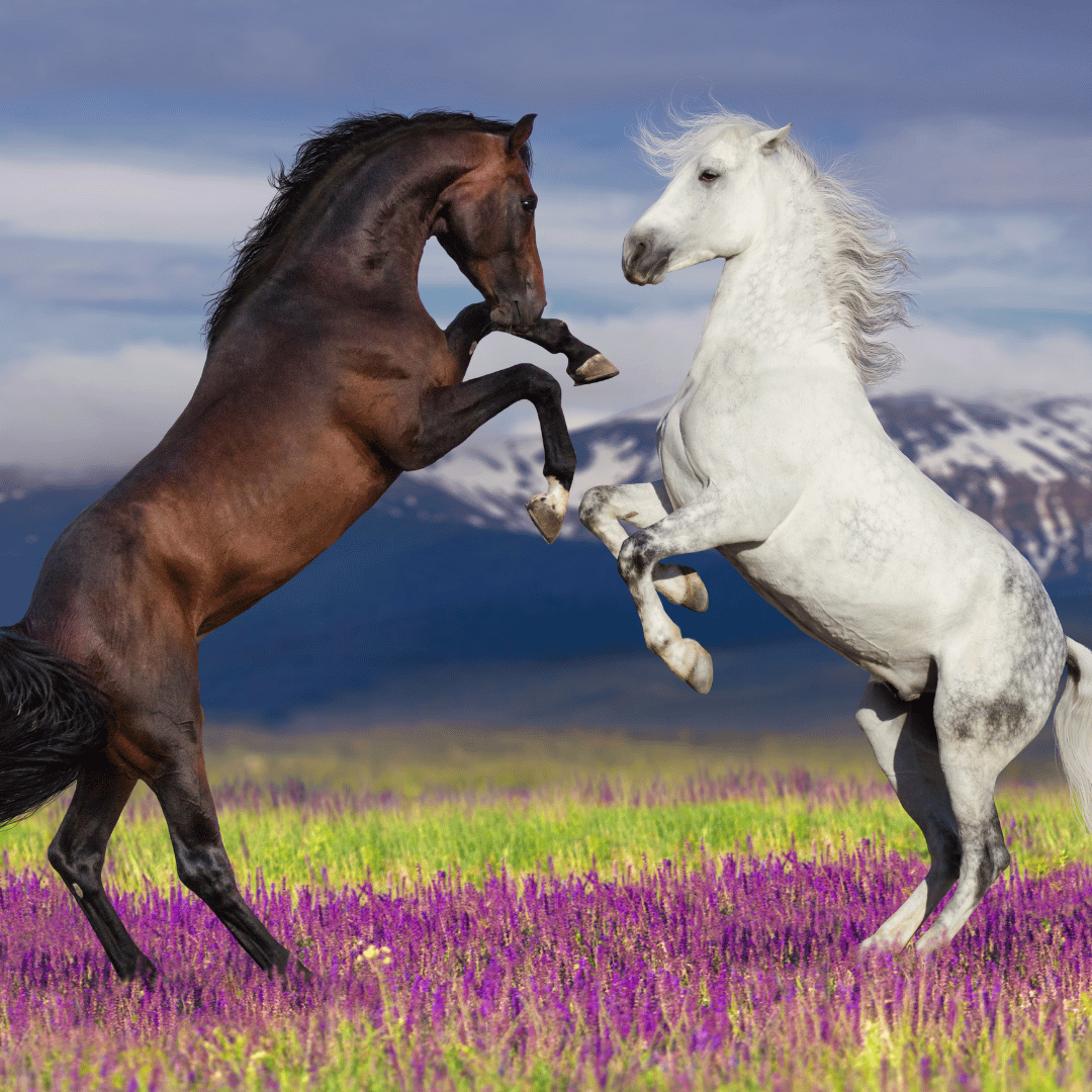 Understanding Your Moody Mare or Grumpy Gelding Behaviour!