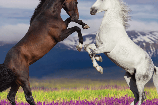 Understanding Your Moody Mare or Grumpy Gelding Behaviour!