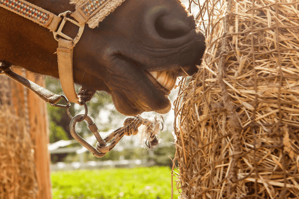 Essential Guide to Slow Feeding Horses Safely