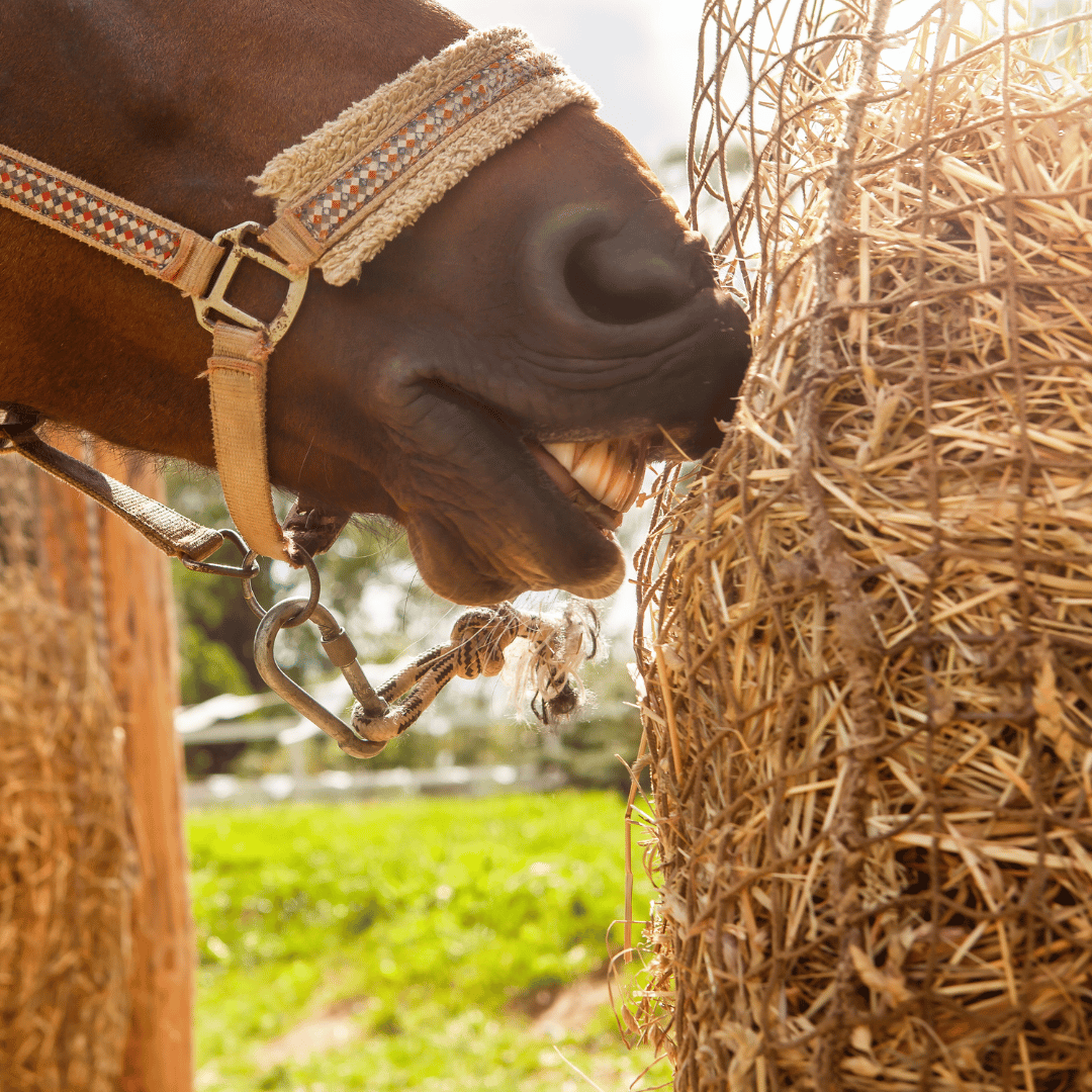 Essential Guide to Slow Feeding Horses Safely