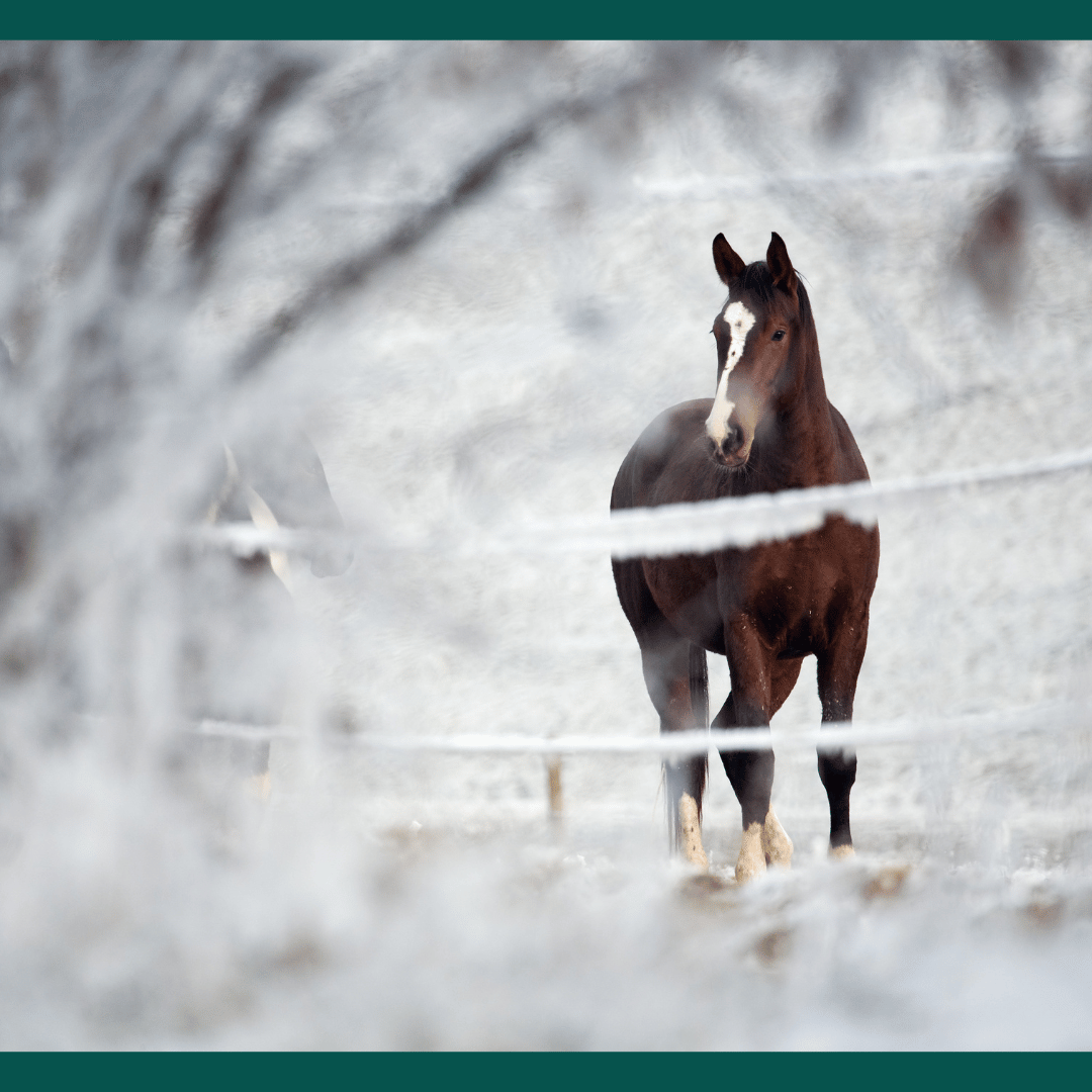 Vitamin E for Horses: What Owners Need to Know