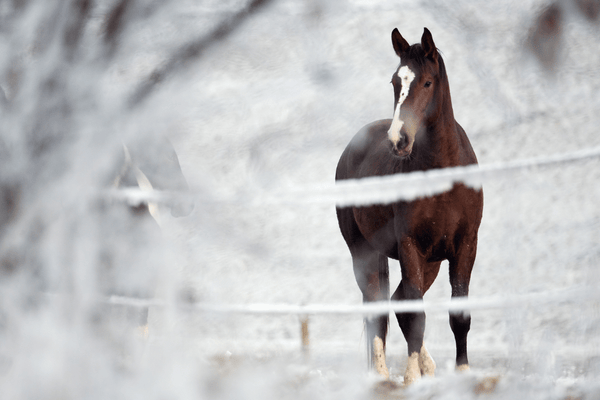 Vitamin E for Horses: What Owners Need to Know