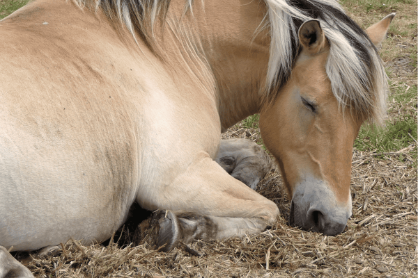 How to Feed Good Doers & Native Ponies