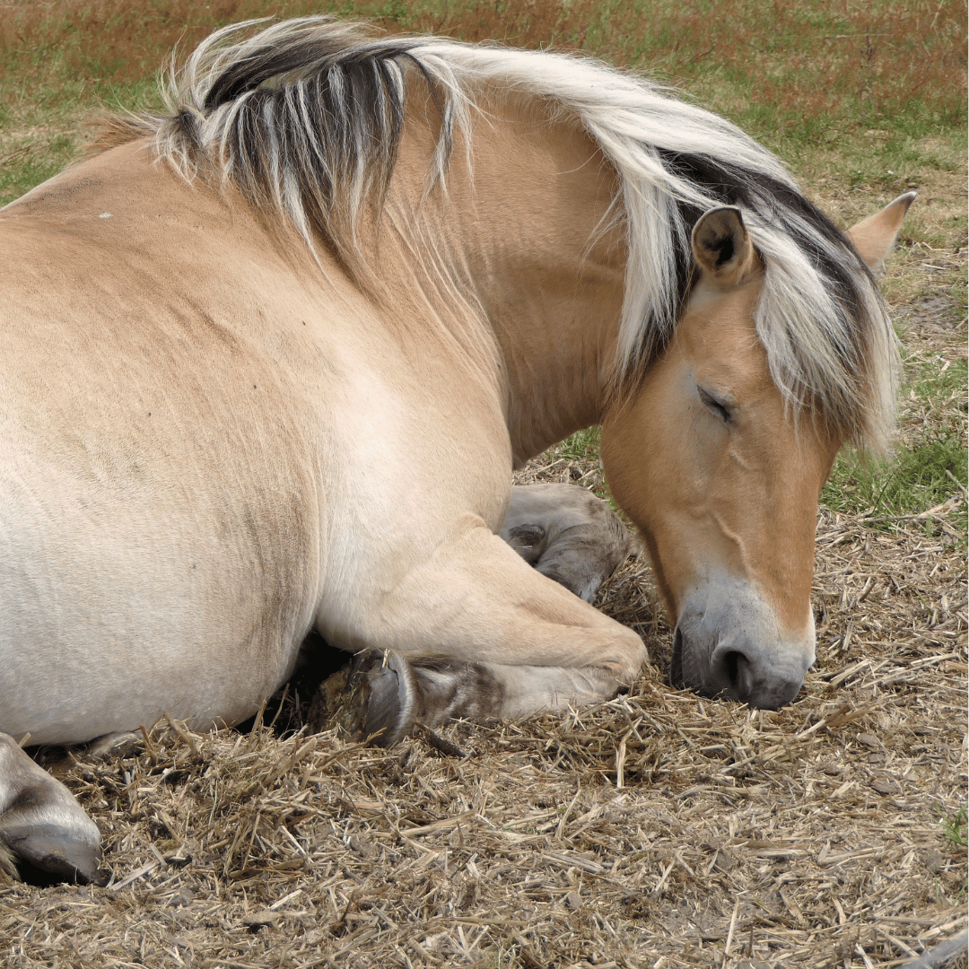 How to Feed Good Doers & Native Ponies