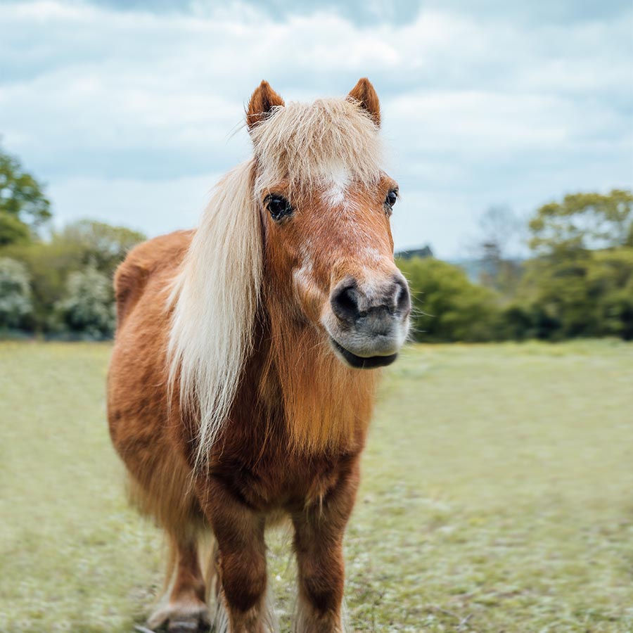 Our Top Tips to Avoid Colic