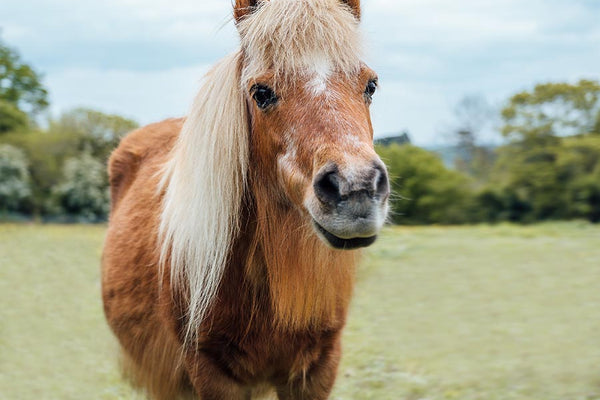 Our Top Tips to Avoid Colic