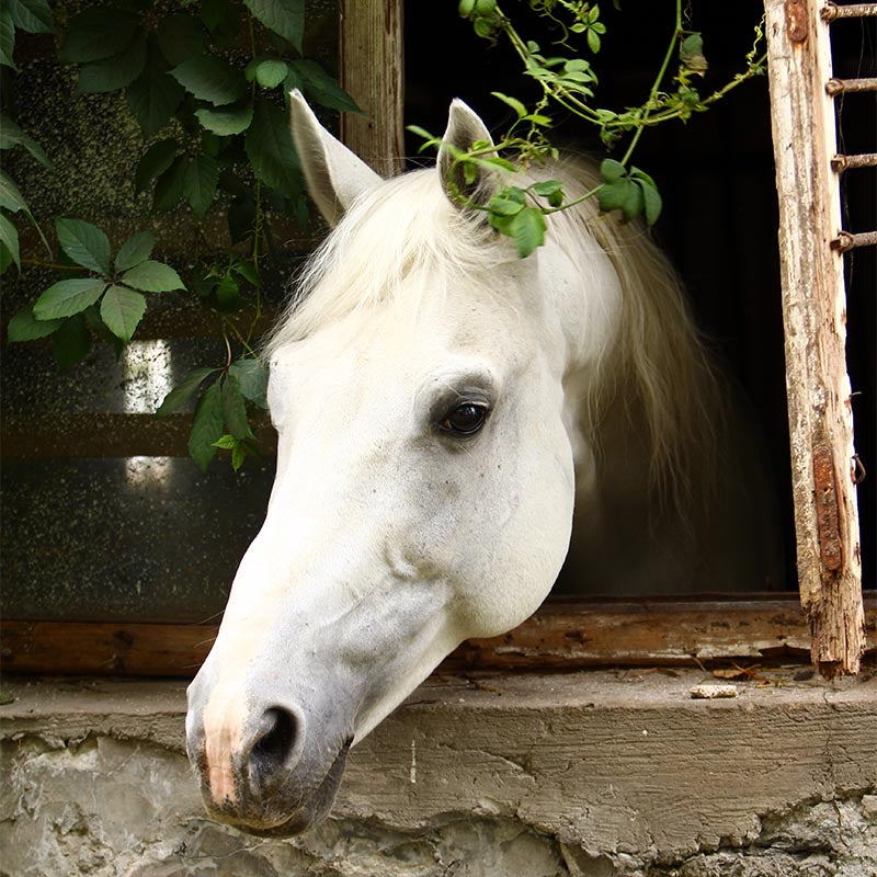 Essential, But Not Equal: The Omega-3 Guide for Horses