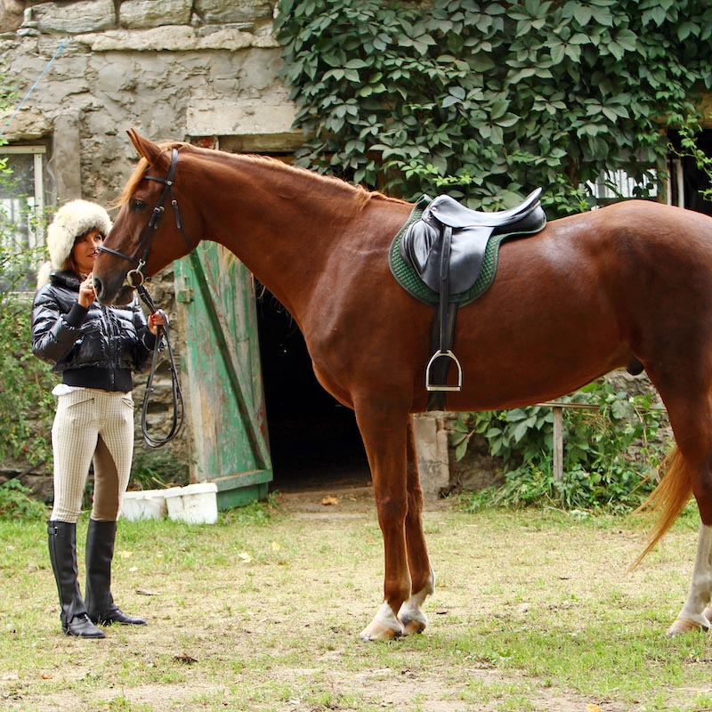 Gastric Ulcers in Horses - No easy cure or quick fix