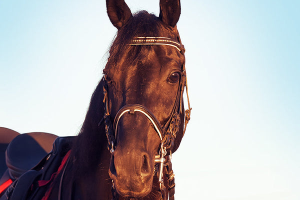 Herbs for Horses with Respiratory Problems