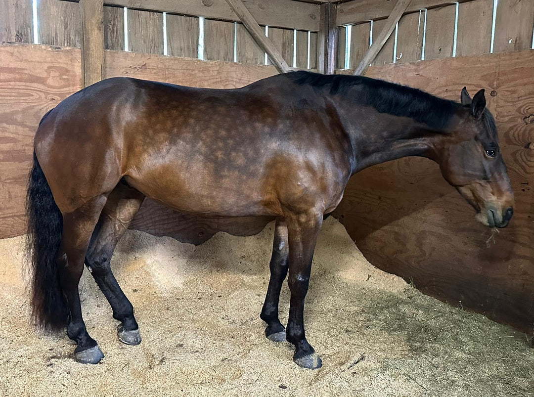 What do my Horses Dapples mean?