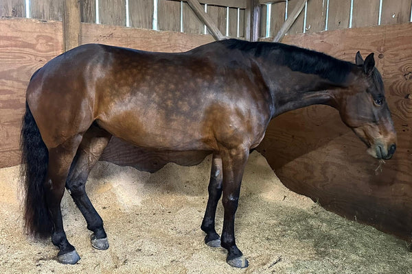 What do my Horses Dapples mean?