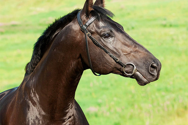 Manure Analysis as an Indicator of Equine Hindgut Health