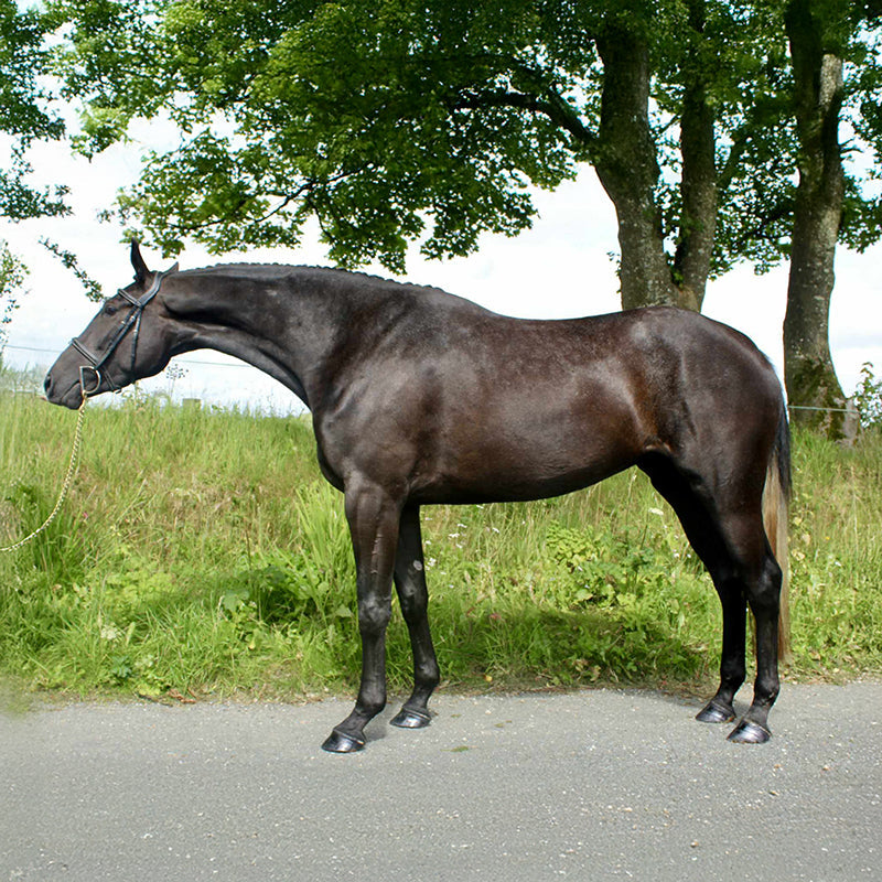 Why DHA is Important in Joint Supplements for Horses