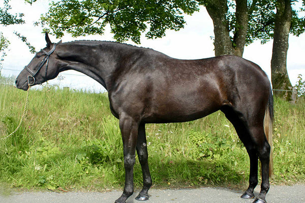 Why DHA is Important in Joint Supplements for Horses