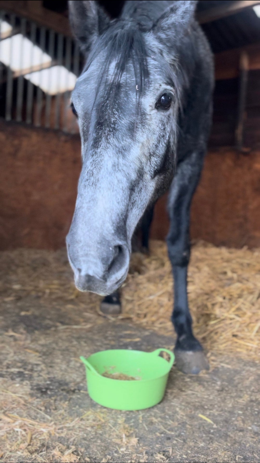 Signs of Equine Gut Imbalance